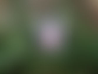 Reading Twilight For The First Time | A Chronicle of Thoughts