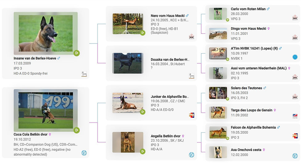 A-litter-pedigree.jpg