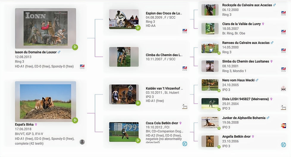 D-litter-pedigree_edited.jpg