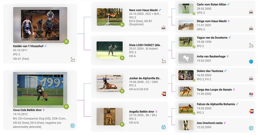 C-litter-pedigree.jpg