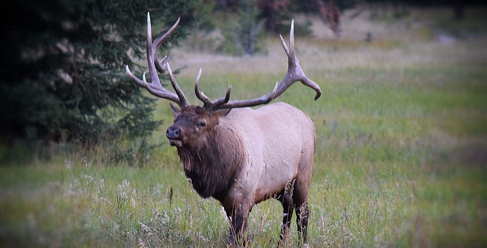 elk
