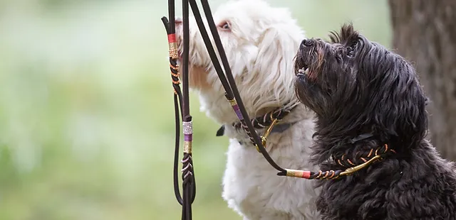 Find A Trainer Australia Delta Institute