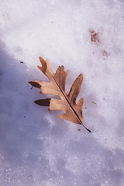 oak-endurace-winter-246.jpg