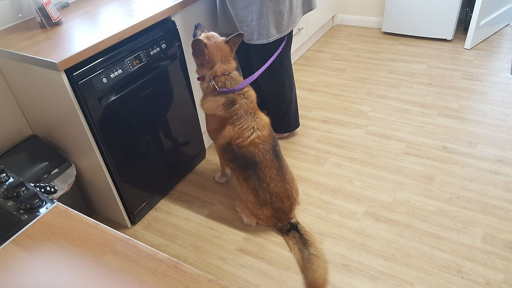 German Shepherd mix tethered