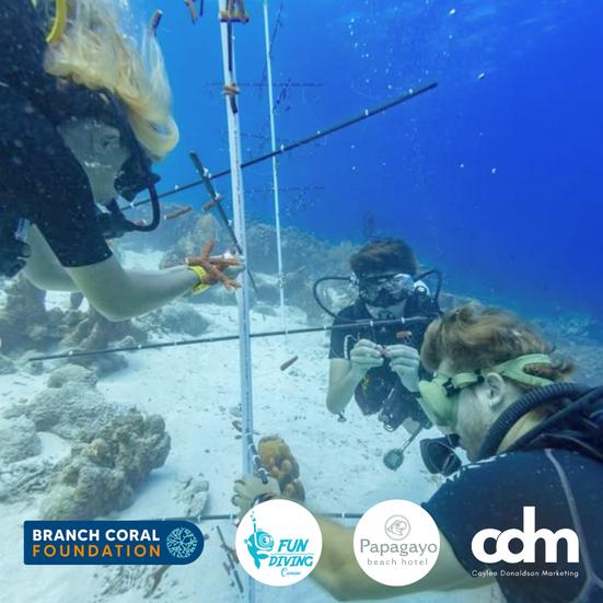 Discover how CDM brought together Fun Diving Curaçao, Papagayo Curaçao, and The Branch Coral Foundation to launch a new coral nursery—driving reef restoration through strategic partnerships.