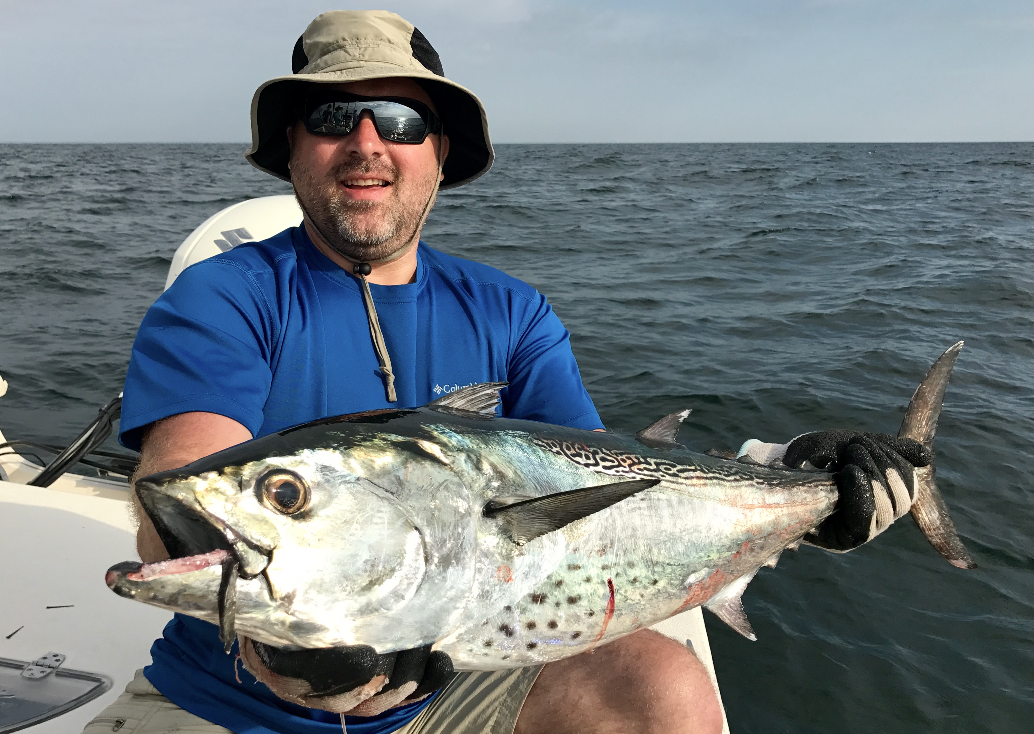 Large False Albacore Aug 2017