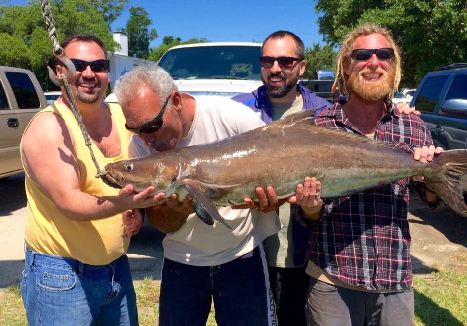 First Cobia of the season May 2016