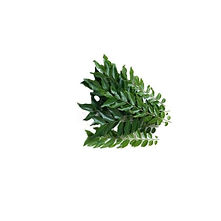 curry-leaves.jpg