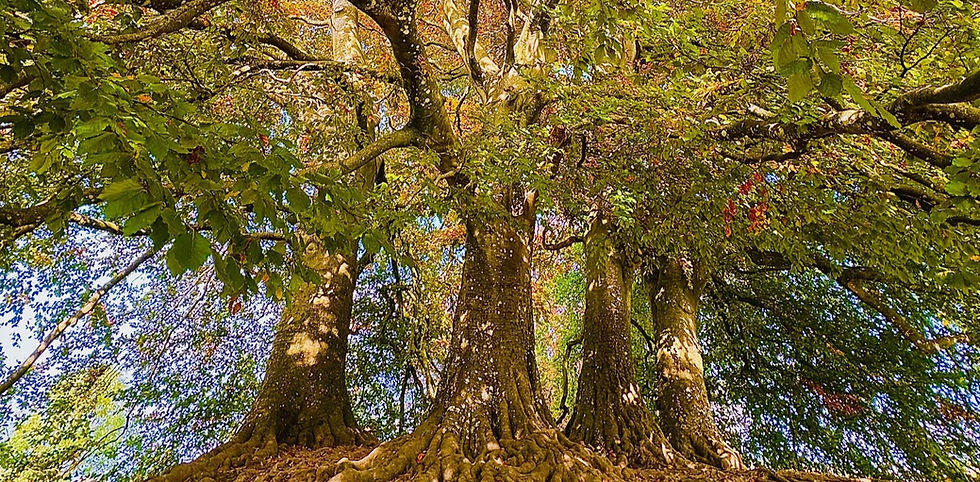 Avebury tree_edited_edited.jpg