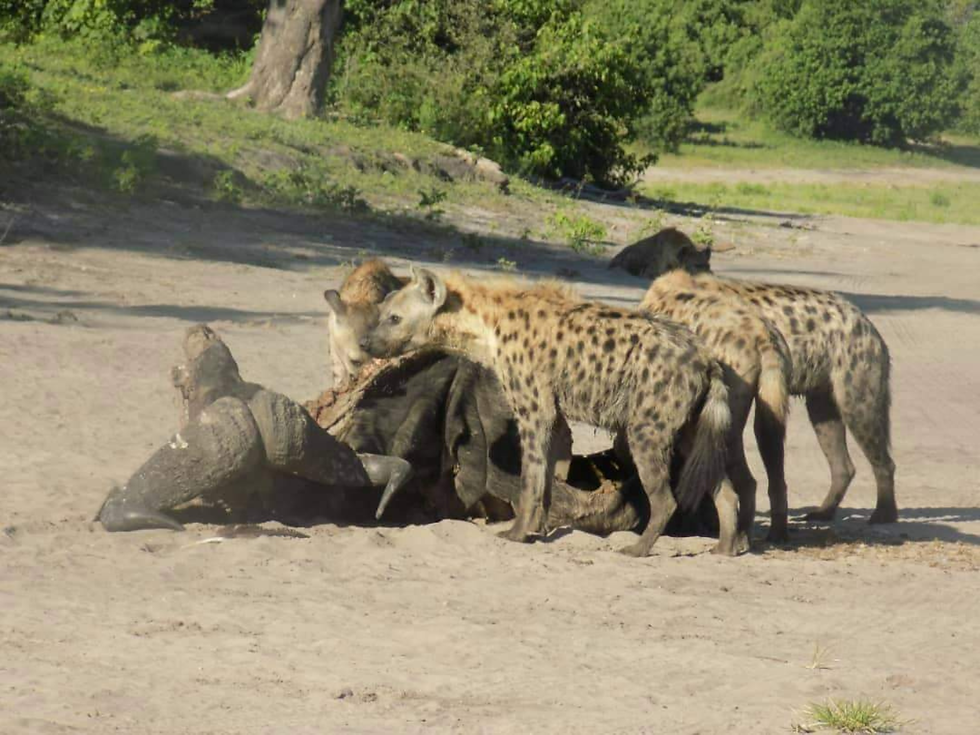 hyena feeding.png