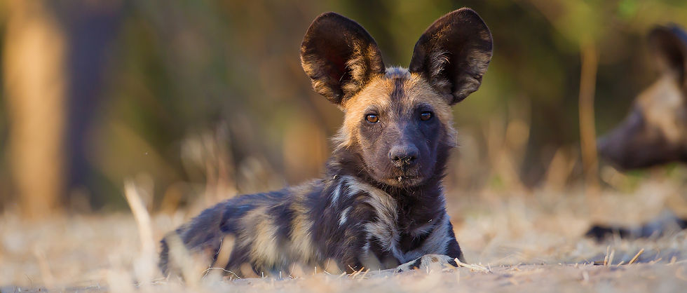 painted dog conservation.jpg