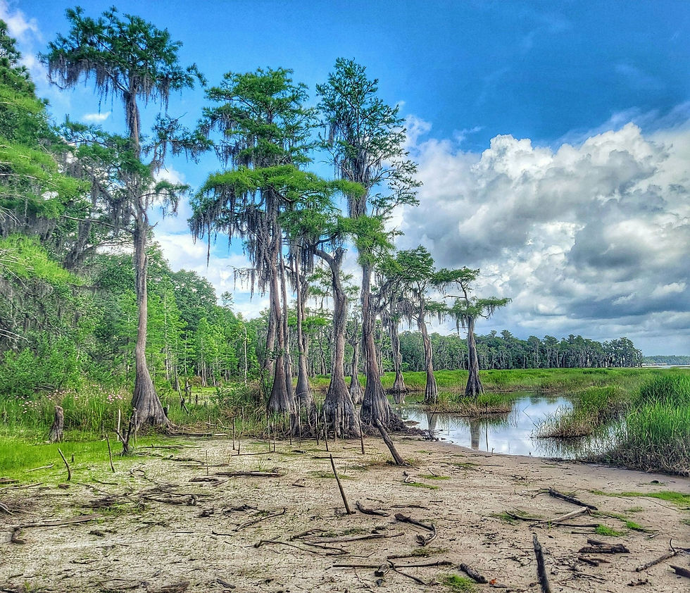 Cypress1.jpg