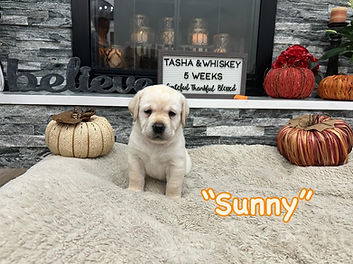 sunny5wks.jpg