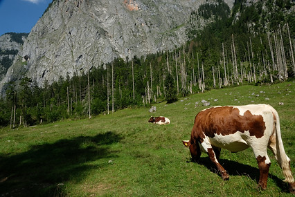 Cows in pasture,Obersee Germany