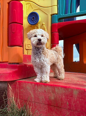 One dog