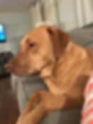 Stella