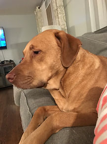 Stella