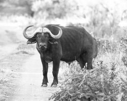 cape buffalo