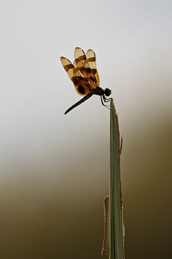 Dragonfly