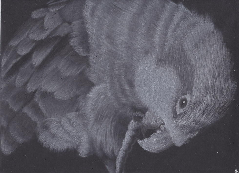 Parakeet Charcoal