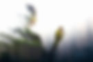 IBcorp_pic1.jpg