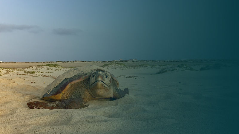 morning-turt.jpg