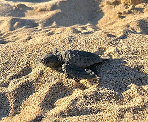 Debora's-Adopted-Turtle-2.jpg
