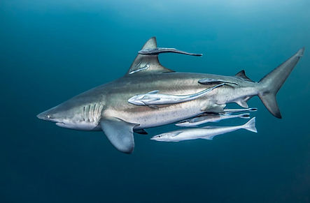 Blacktip.Shark_VinventPommeyrol.jpg