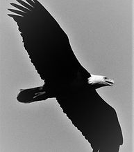 202204.Baldie - Copy (2).JPG