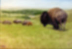 Summer Herd