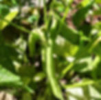 Green Beans