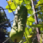Cucumber