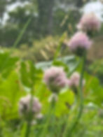 Chive Blossoms