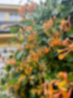Honeysuckle