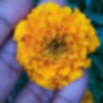 Marigold