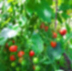 Tomatoes