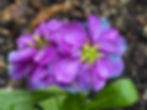 Snap Dragon