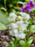 Snap Dragon