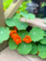 Nasturtium