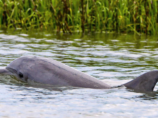 dolphin in the water