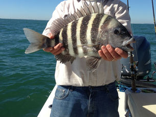 Get ready to fish for Sheepshead with Captain Miles this March