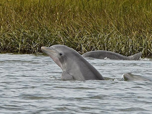Dolphin in water