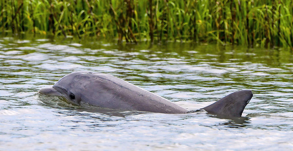 Dolphin in water