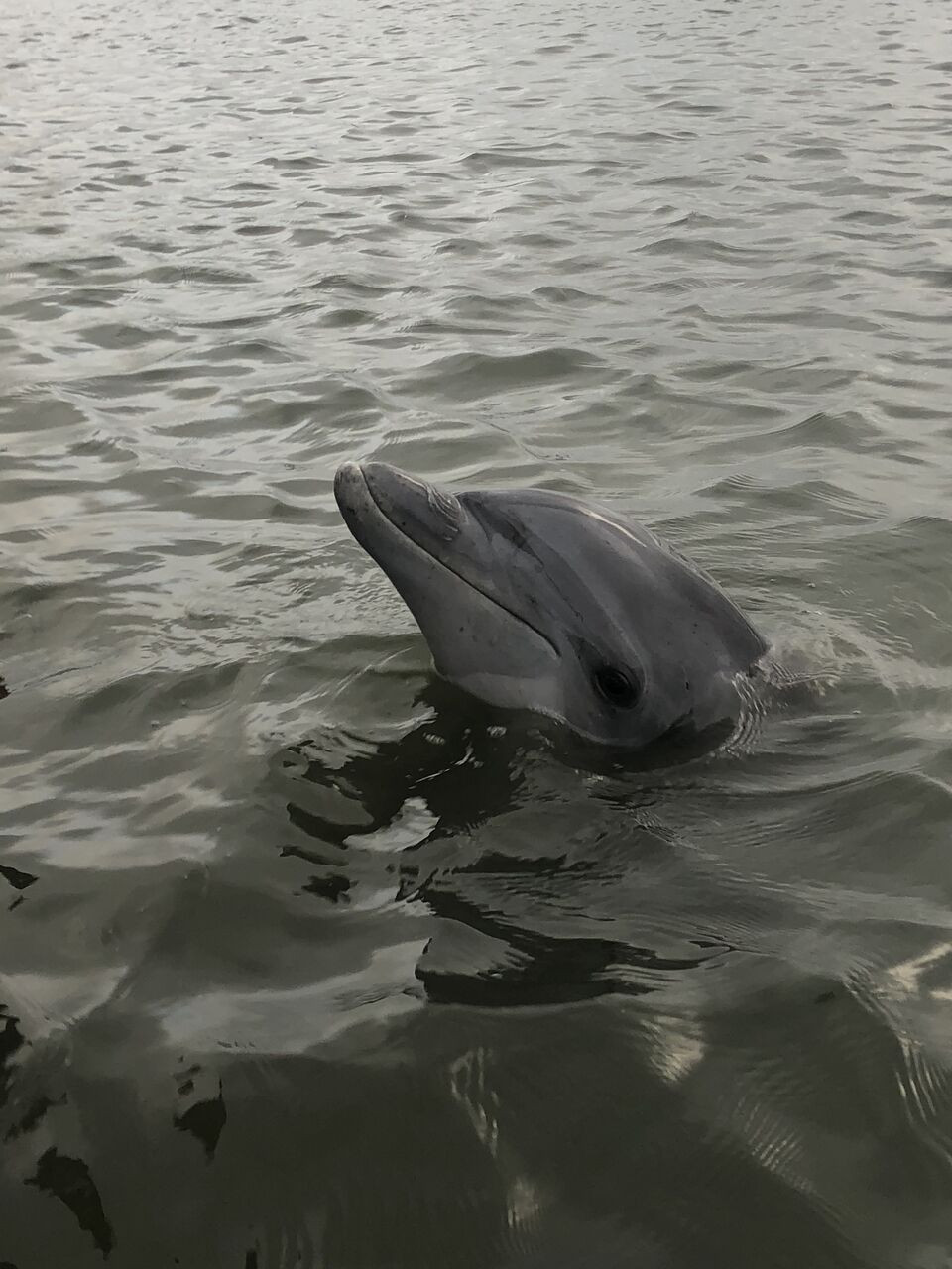 Dolphin at Hilton Head Island