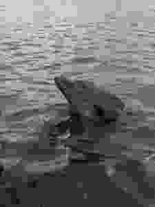 Dolphin at Hilton Head Island