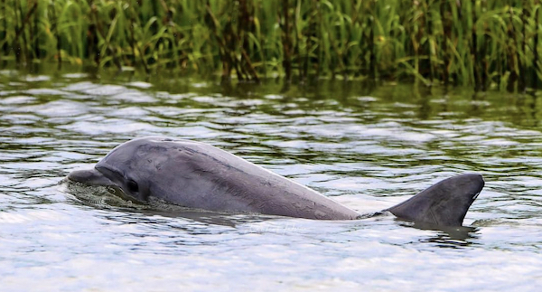 dolphin peeping out of the water in the marsh