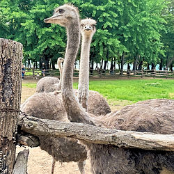 Южная Корея гид 