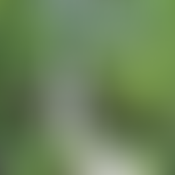 Частный гид в Корее тур в сад утреннего спокойствия