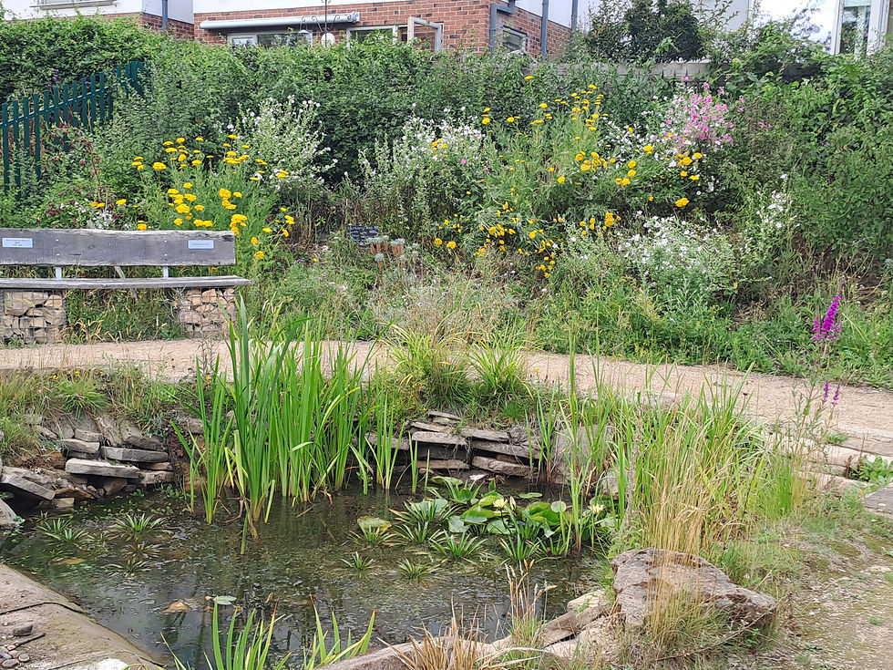 High summer in the Wildlife Garden