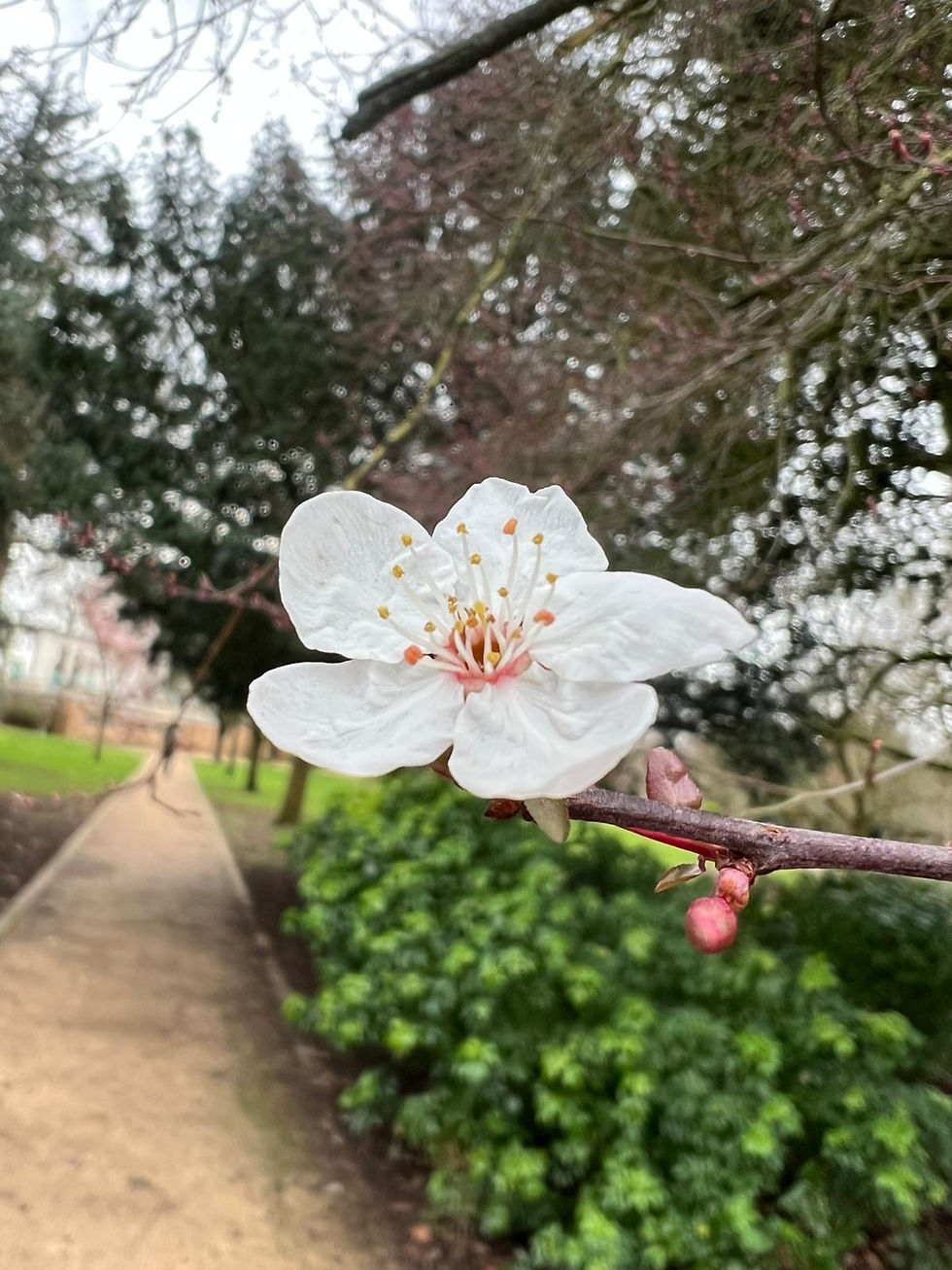 This Month in the Gardens